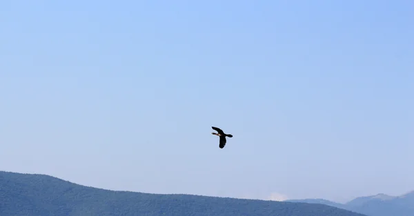 Vogels op een pier op het Prespameer, Macedonië — Stockfoto