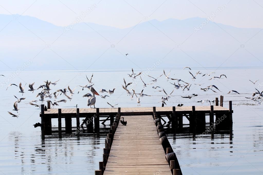 Picture of a Birds on a pier on the lake Prespa, Macedonia