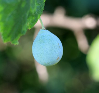 olgunlaşmamış yeşil erik