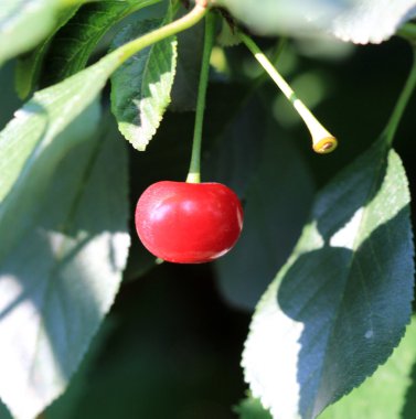 Vişne ağacı üzerinde