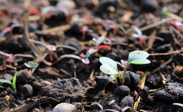 农业、 种子、 植物种子生长有机羊粪便肥料的概念 — 图库照片