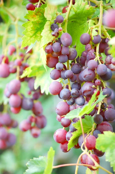 Cachos de uvas maduras em videira — Fotografia de Stock