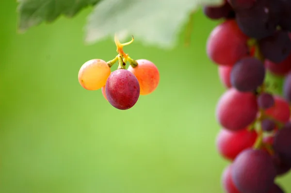 Cachos de uvas maduras em videira — Fotografia de Stock