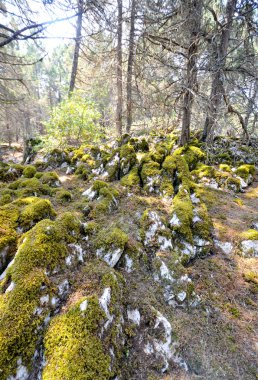 eski kokulu ardıç ormanı bir ada golem grad, prespa Gölü, Makedonya