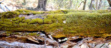 eski kokulu ardıç ormanı bir ada golem grad, prespa Gölü, Makedonya