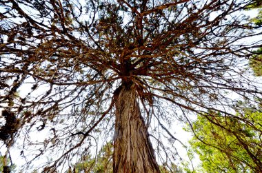 old foetid juniper forest on an island golem grad , lake prespa, macedonia clipart