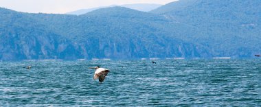 Tepeli pelikan, Pelecanus crispus uçuş.