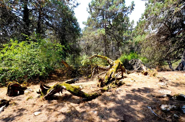 Vieille forêt de genévriers fétides sur une île golem grad, lac prespa, macédonie — Photo