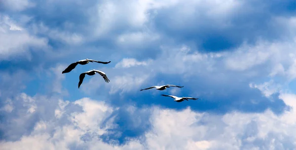 Kroeskoppelikaan, Pelecanus crispus tijdens de vlucht. — Stockfoto