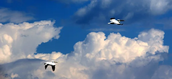 Borzas gödény, a repülés (Pelecanus crispus). — Stock Fotó