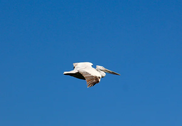 Pelicano dálmata, Pelecanus crispus em voo . — Fotografia de Stock