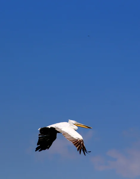 Tepeli pelikan, Pelecanus crispus uçuş. — Stok fotoğraf