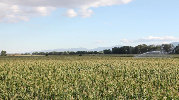 Ett grönt majsfält växer upp — Stockfoto