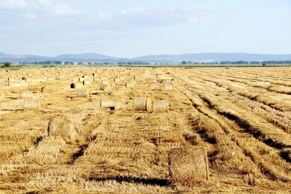 Campo di grano estivo dopo un raccolto — Foto Stock