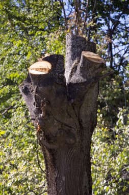 ağaç gövdeleri, ormansızlaşma kavramı kesmek