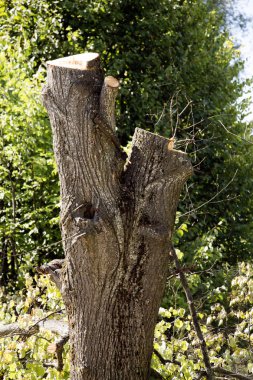 ağaç gövdeleri, ormansızlaşma kavramı kesmek