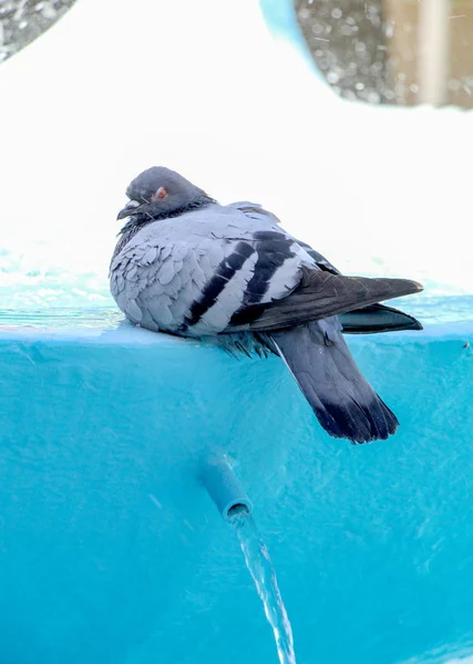 Городской голубь принимает ванну в фонтане — стоковое фото