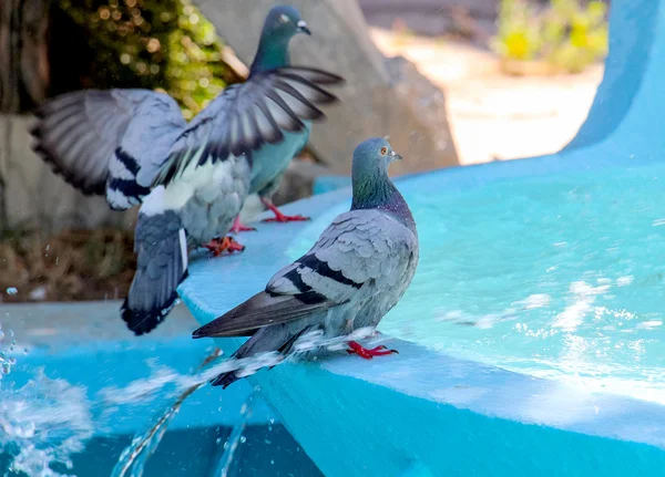 도시 비둘기 복용 목욕 분수에 — 스톡 사진