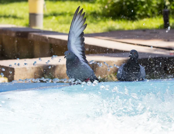 Pombo da cidade tomando banho na fonte — Fotografia de Stock