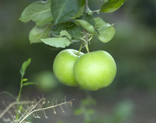 Unripe apples on a branch — Stock Photo, Image