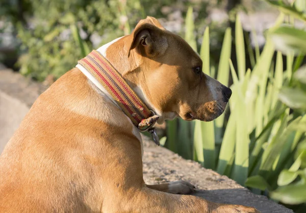 American Staffordshire Terrier — Stock Photo, Image