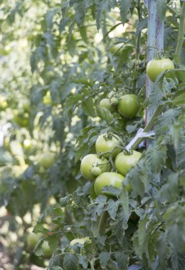 Sebze bahçesinde olgun ve yeşil domates