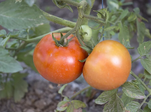 Tomates maduros e verdes na horta — Fotografia de Stock