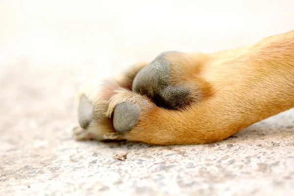 Πόδι ένας ενήλικος σκύλος — Φωτογραφία Αρχείου