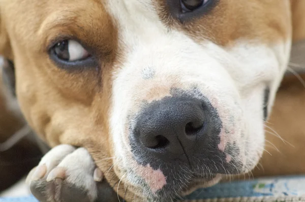 Belo cão stafford marrom — Fotografia de Stock
