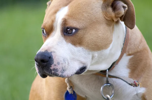 Hermoso marrón stafford perro — Foto de Stock