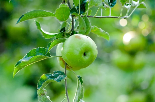 Almák a fán — Stock Fotó