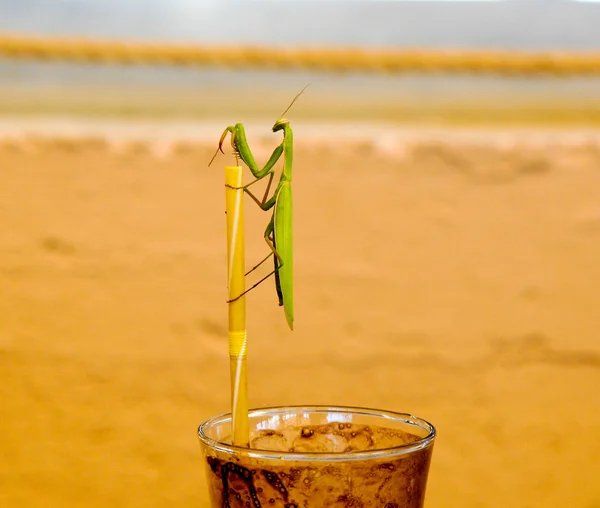 Green praying mantis on a drinking straw. Mantis religiosa — Stock Photo, Image