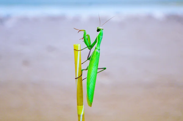 Green praying mantis on a drinking straw. Mantis religiosa — Stock Photo, Image