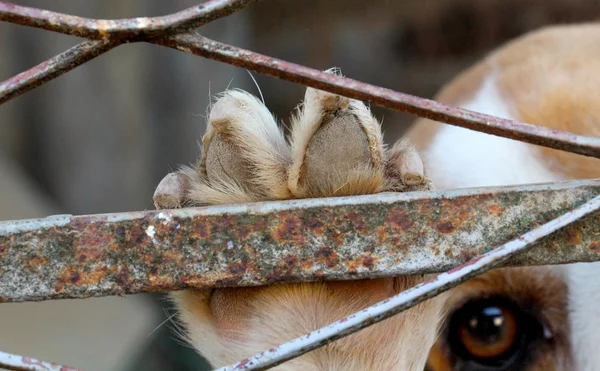Cão beagle na gaiola, conceito de liberdade — Fotografia de Stock
