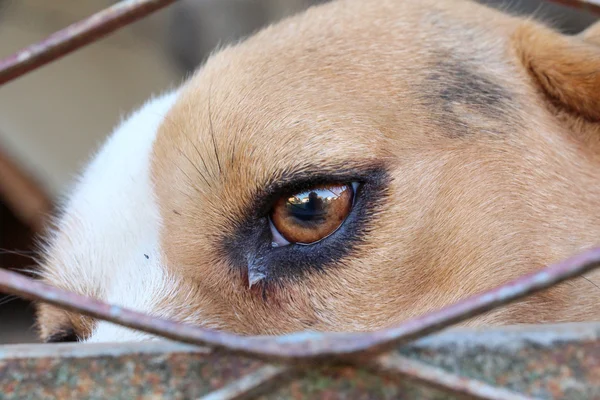 Beagle kutya, ketrec, a szabadság fogalmát, szomorú szeme egy kutya, — Stock Fotó
