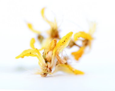 Hypericum çiçekler, Hypericum perforatum veya St John's wort