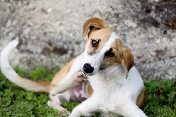 başıboş bir köpek resmi