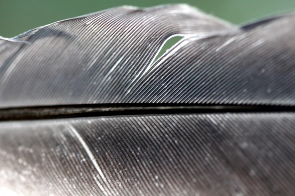 Макро картина пташиного перо — стокове фото