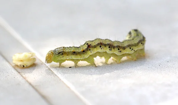 Gul grön larv på vit bakgrund — Stockfoto