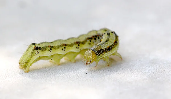 Yellow green caterpillar on a white background — Stock Photo, Image