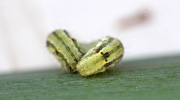 Chenille sur une feuille verte — Photo