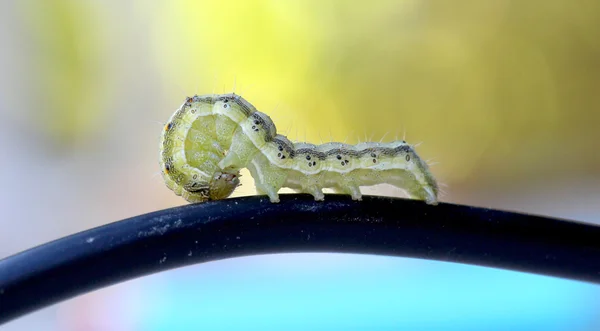Gul grön larv på en elektrisk kabel — Stockfoto
