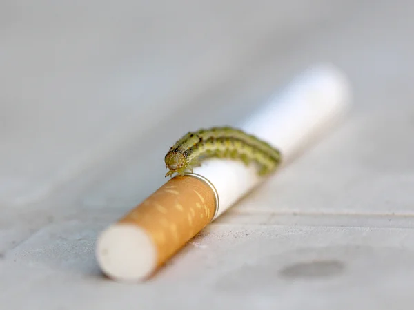 De grote groene rups op een blad — Stockfoto