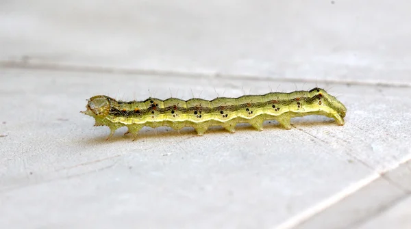 Chenille jaune verte sur fond blanc — Photo