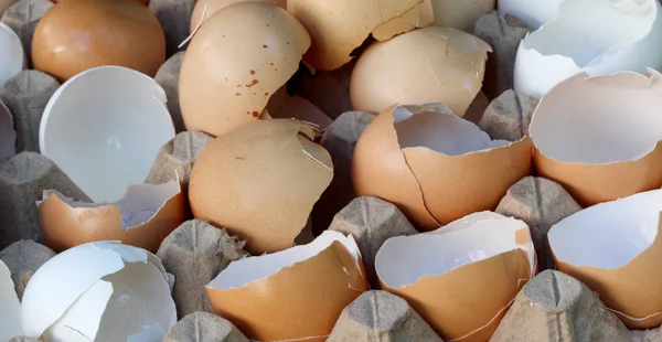 Obrázek z vaječných skořápek — Stock fotografie