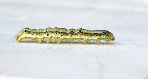 Oruga verde amarilla sobre un fondo blanco — Foto de Stock