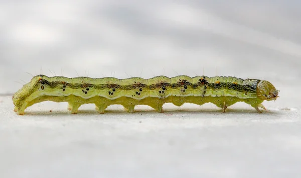 Yellow green caterpillar on a white background — Stock Photo, Image
