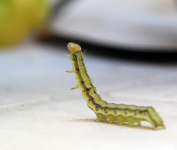 Chenille jaune verte sur fond blanc — Photo