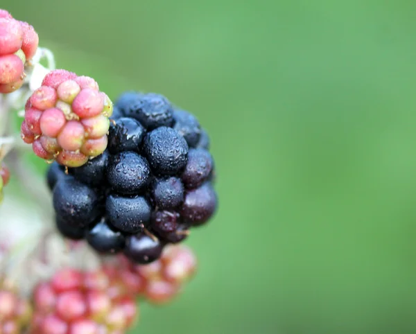 Bunch of blackberries, close-up — Stock Photo, Image