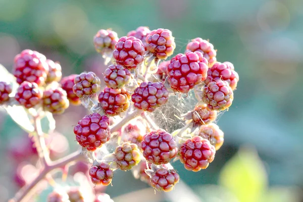 Bunch of blackberries, close-up — Stock Photo, Image